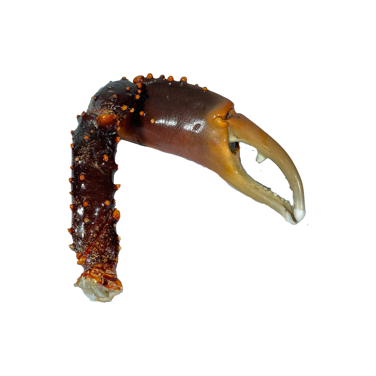 Shirakiku Patas de Cangrejo Real (King Crab) x Peso Variable