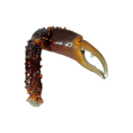 Shirakiku Patas de Cangrejo Real (King Crab) x Peso Variable